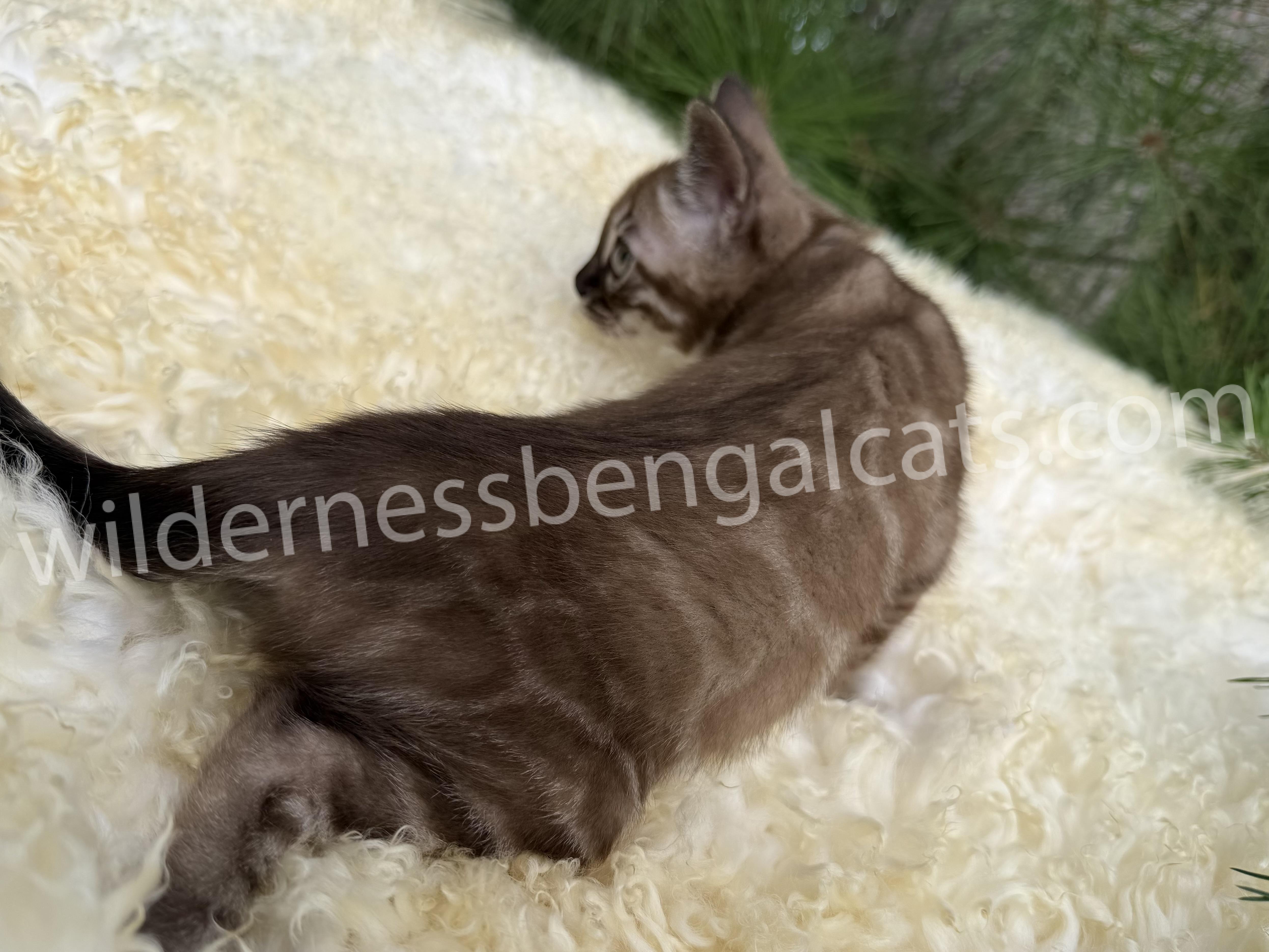 Mocha - Image 3