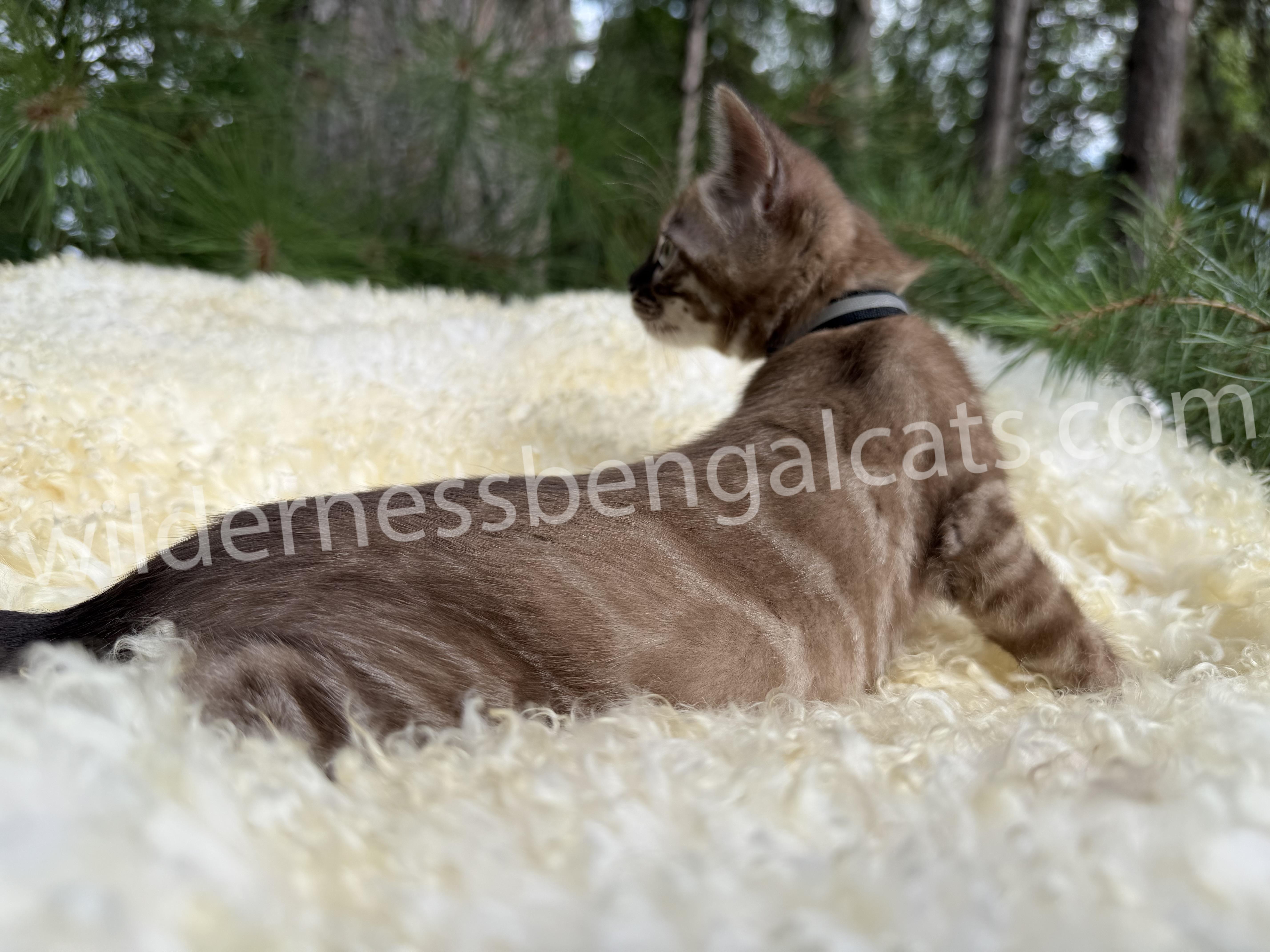 Mocha - Image 7