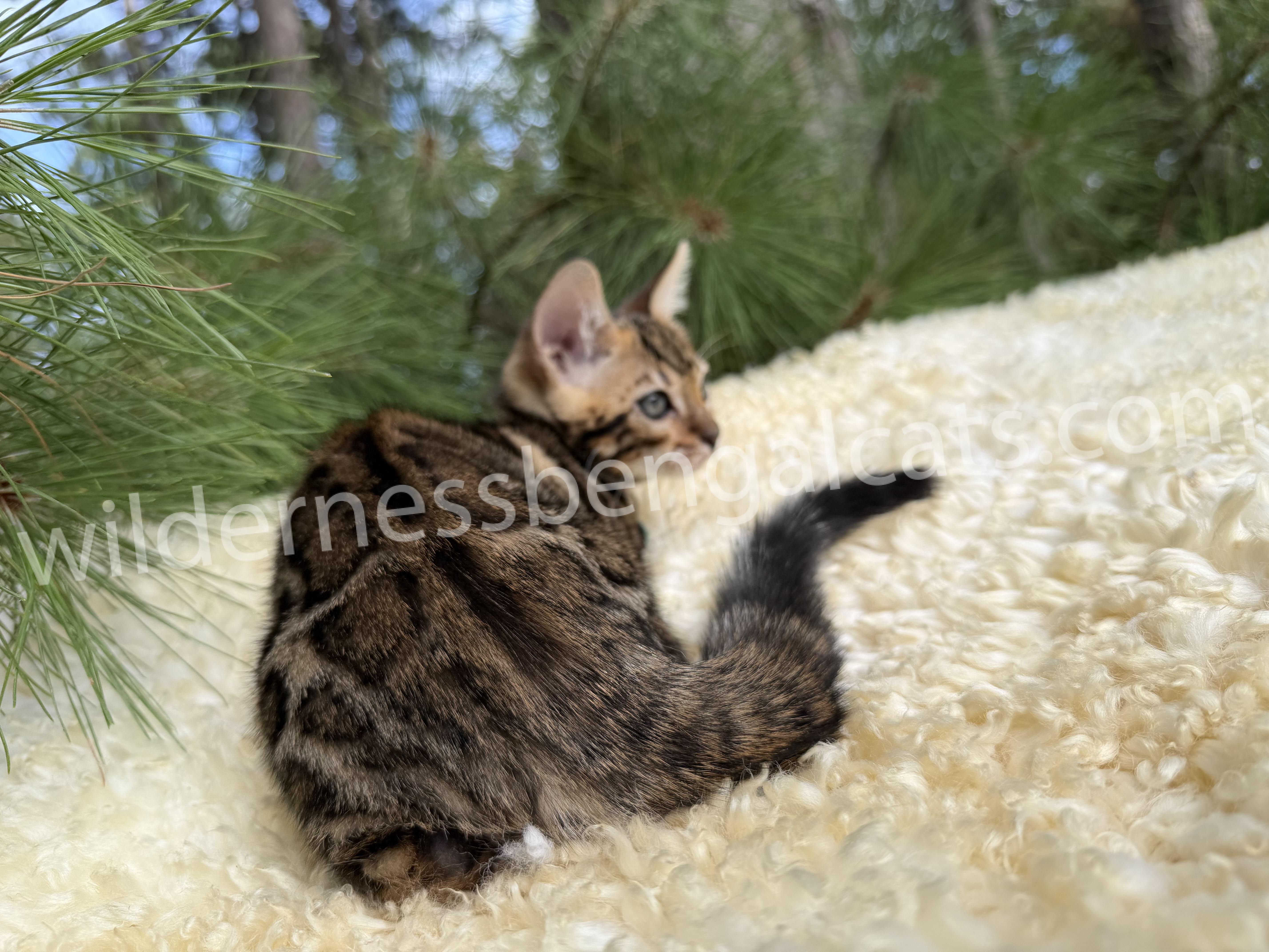 Hazel - Image 9
