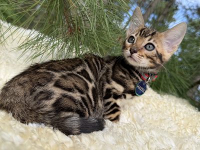 Hazel