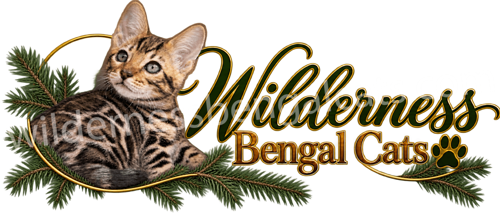 Wilderness Bengal Cats