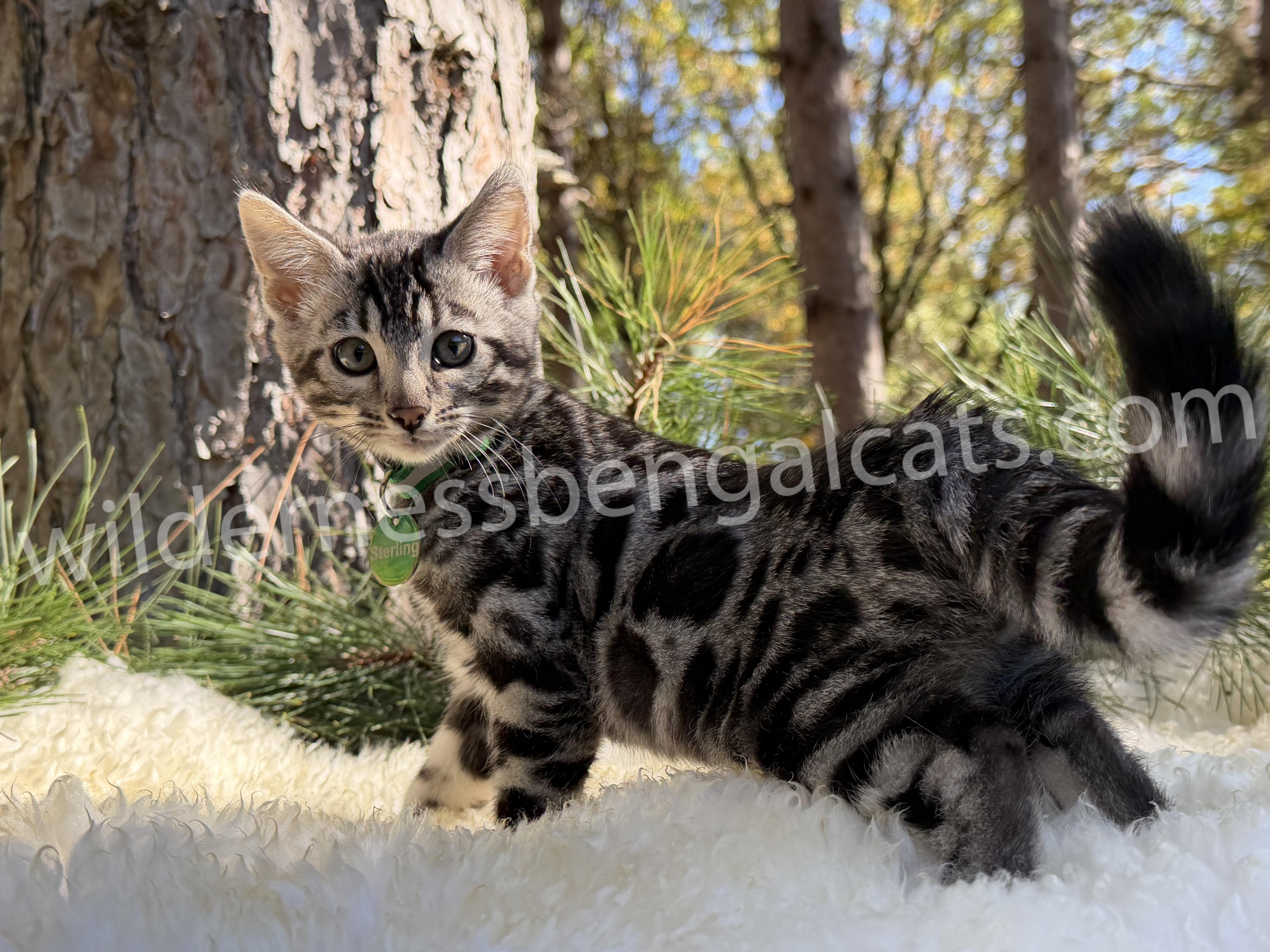 Sterling - Image 9